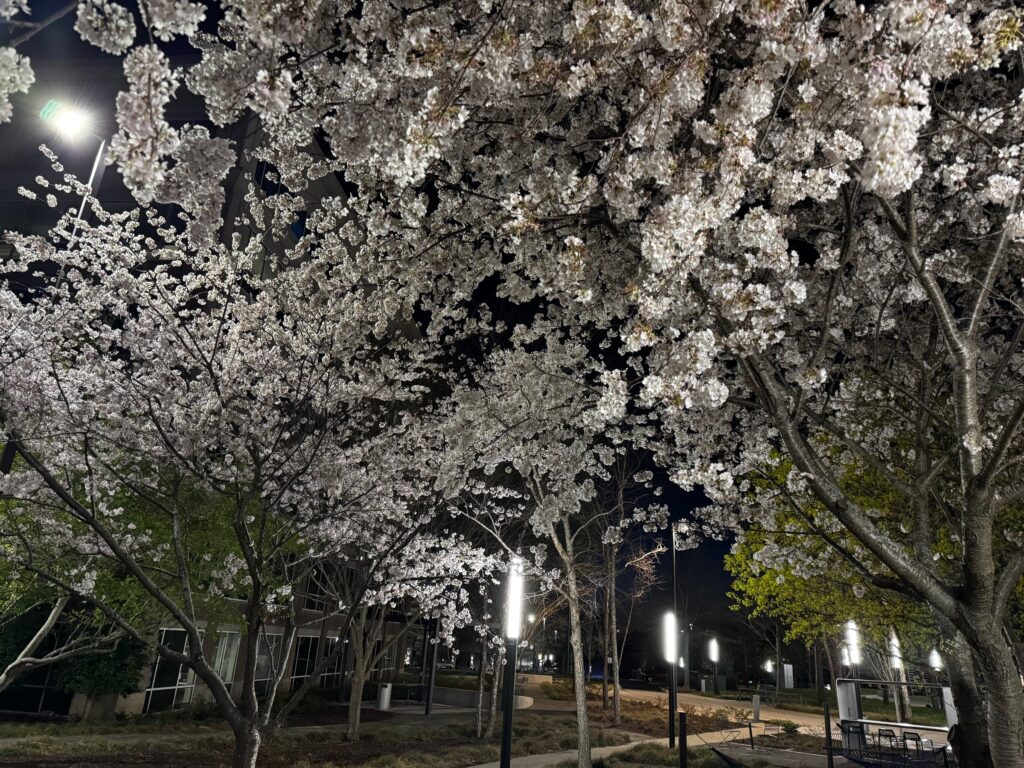 Cherry trees in full bloom lit at night in Cool Springs, Franklin, Tennessee
